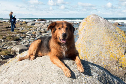 Urlaub mit Hund an der Ostsee