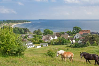 Zicker auf der Insel Rügen