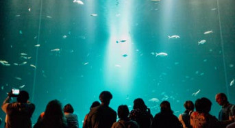 Deutsches Meeresmuseum/ Ozeaneum von Stralsund